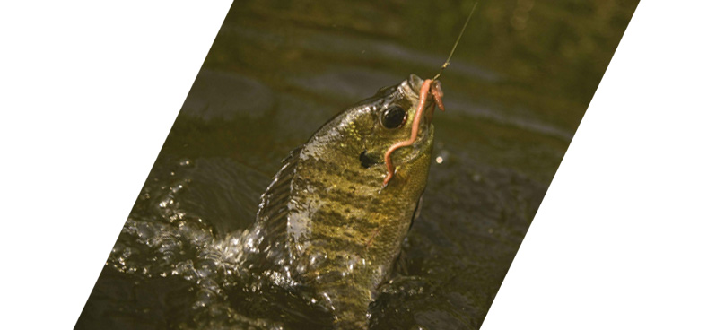 image of bluegill hooked with worm