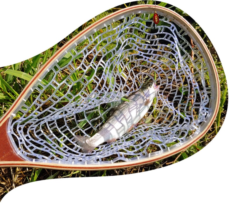 Rainbow trout in fishing net